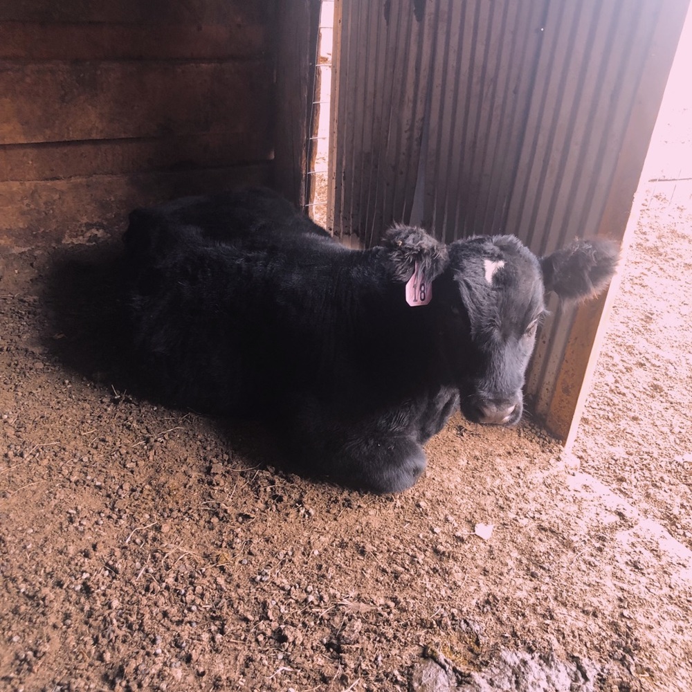 Meet your Posher, Kale
